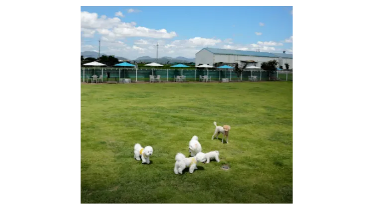 [남양주] 단독건물 애견카페 양도양수 창업 (애견호텔/애카/애견미용/애견유치원)