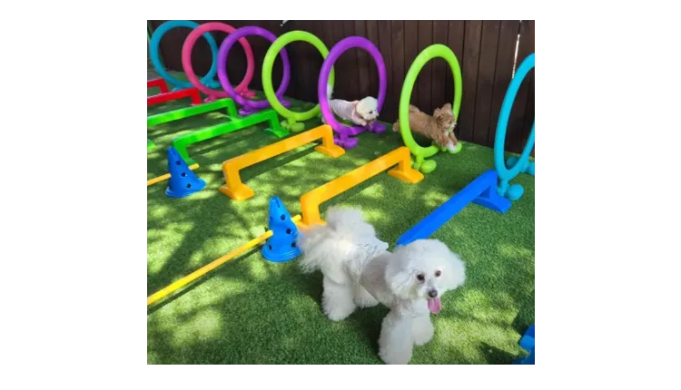 [부산진구] 애견유치원 양도양수 창업 (애견호텔/애견미용/강아지유치원)