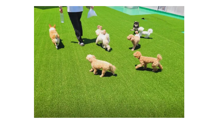 [부산] 애견유치원 애견카페 양도양수 창업 