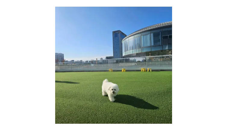 [부산진구] 애견유치원 양도양수 창업 A급 입지 (애견호텔/애견미용)